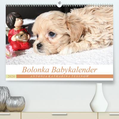 Bolonka Babykalender 2020(Premium, hochwertiger DIN A2 Wandkalender 2020, Kunstdruck in Hochglanz): Ein gelungener Kalender mit hinreißenden ... (Monatskalender, 14 Seiten ) (CALVENDO Tiere)