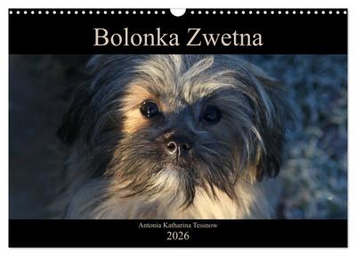 Bolonka Zwetna 2026 (Wandkalender 2026 DIN A3 quer), CALVENDO Monatskalender