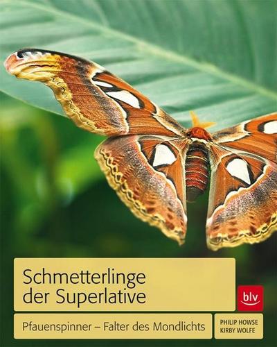 Schmetterlinge der Superlative: Pfauenspinner - Falter des Mondlichts