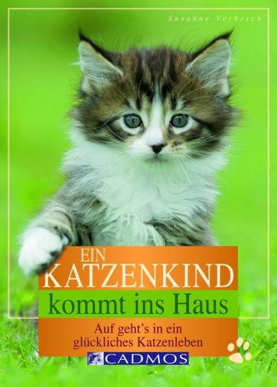 Ein Katzenkind kommt ins Haus