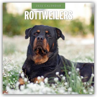 Rottweilers - Rottweiler 2026 - 16-Monatskalender