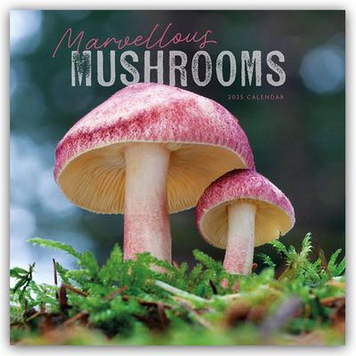 Mushrooms - Pilze 2025 - Wand-Kalender