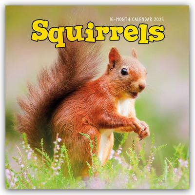 Squirrels - Eichhörnchen 2026 - Wand-Kalender