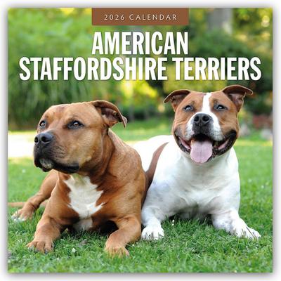 American Staffordshire Terriers - American Staffordshire Terrier 2026 - 16-Monatskalender