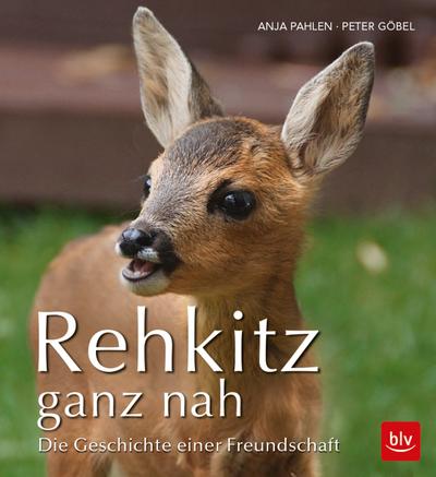 Rehkitz ganz nah