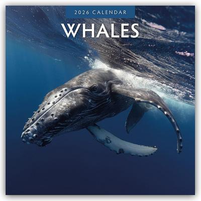 Whales - Wale 2026 - 16-Monatskalender