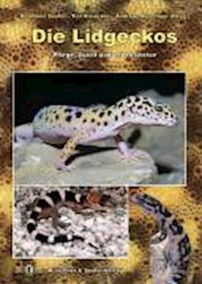 Die Lidgeckos