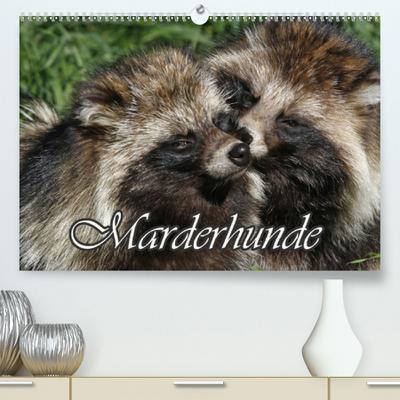 Calvendo Premium Kalender Marderhunde: Putzige, pelzige Einwanderer (hochwertiger DIN A2 Wandkalender 2020, Kunstdruck in Hochglanz)
