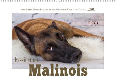 Faszination Malinois (Wandkalender 2019 DIN A2 quer): Malinois - beeindruckende Bilder dieser wundervollen Rasse begleiten Sie durch das Jahr (Monatskalender, 14 Seiten ) (CALVENDO Tiere)