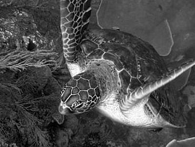 Lais Puzzle Schildkröte unter Wasser 2000 Teile