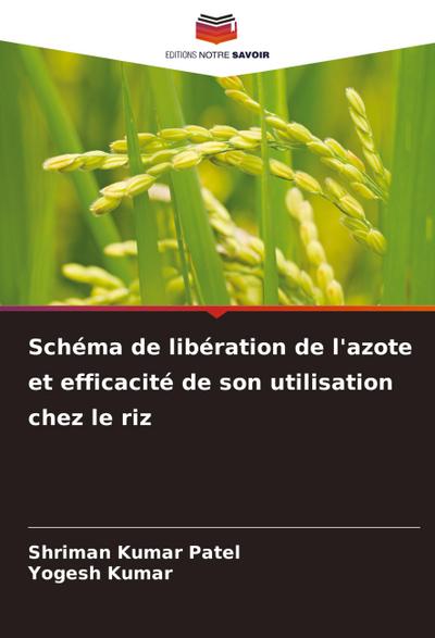 Schéma de libération de l’azote et efficacité de son utilisation chez le riz