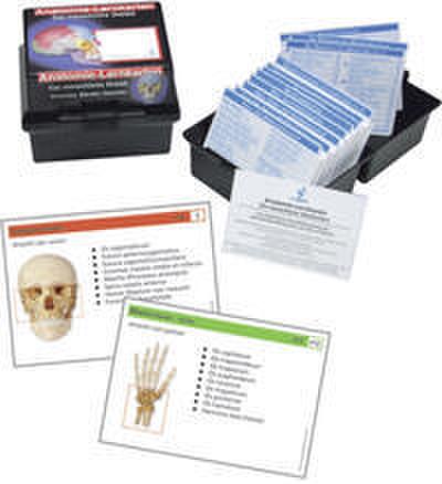 Anatomie Lernkarten menschliches Skelett