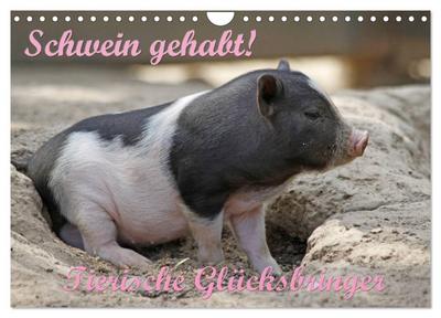 Schwein gehabt! (Wandkalender 2024 DIN A4 quer), CALVENDO Monatskalender