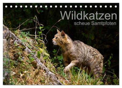 Wildkatzen - scheue Samtpfoten (Tischkalender 2026 DIN A5 quer), CALVENDO Monatskalender