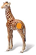 tiptoi Afrika Spielfigur Giraffe