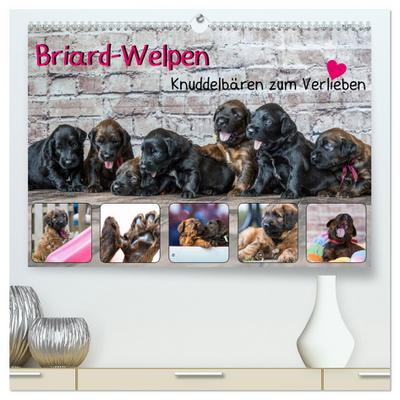 Briard-Welpen - Knuddelbären zum Verlieben (hochwertiger Premium Wandkalender 2025 DIN A2 quer), Kunstdruck in Hochglanz