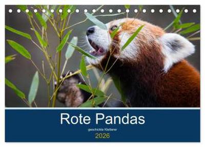Rote Pandas - geschickte Kletterer (Tischkalender 2026 DIN A5 quer), CALVENDO Monatskalender