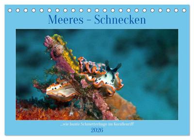 Meeres-Schnecken (Tischkalender 2026 DIN A5 quer), CALVENDO Monatskalender