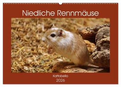 Niedliche Rennmäuse (Wandkalender 2026 DIN A2 quer), CALVENDO Monatskalender