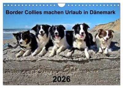 Border Collies machen Urlaub in Dänemark (Wandkalender 2026 DIN A4 quer), CALVENDO Monatskalender