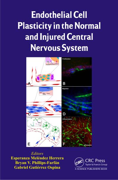 Endothelial Cell Plasticity in the Normal and Injured Central Nervous System