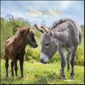 Tierfreundschaften 2023 - Broschürenkalender 30x30 cm (30x60 geöffnet) - Kalender mit Platz für Notizen - Animal Friendships - Bildkalender - Planer
