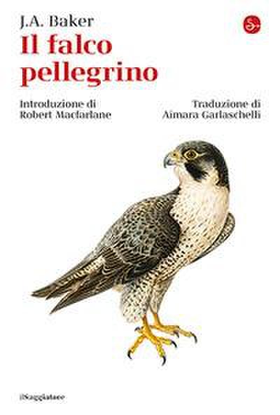 Il falco pellegrino