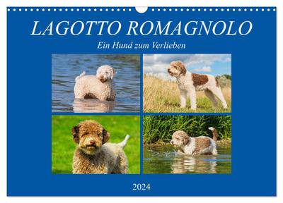 Lagotto Romagnolo - Ein Hund zum Verlieben (Wandkalender 2024 DIN A3 quer), CALVENDO Monatskalender