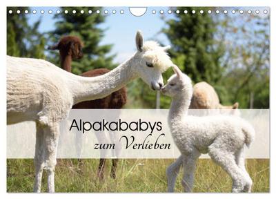 Alpakababys zum Verlieben (Wandkalender 2026 DIN A4 quer), CALVENDO Monatskalender