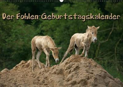 Der Fohlen-Geburtstagskalender (Wandkalender immerwährend DIN A2 quer)
