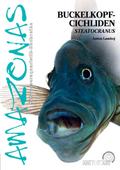 Buckelkopfcichliden
