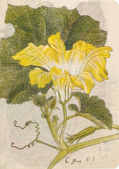 Japanese Squash Blossom Lined Paperback Journal