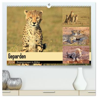 Geparden - Begegnungen in Afrika (hochwertiger Premium Wandkalender 2024 DIN A2 quer), Kunstdruck in Hochglanz