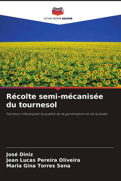 Récolte semi-mécanisée du tournesol