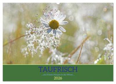Taufrisch ... am frühen Morgen in der Wiese (Wandkalender 2026 DIN A2 quer), CALVENDO Monatskalender