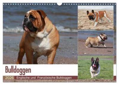 Bulldoggen - Englische und Französische Bulldoggen (Wandkalender 2026 DIN A3 quer), CALVENDO Monatskalender