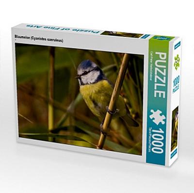 Blaumeise (Cyanistes caeruleus) (Puzzle)