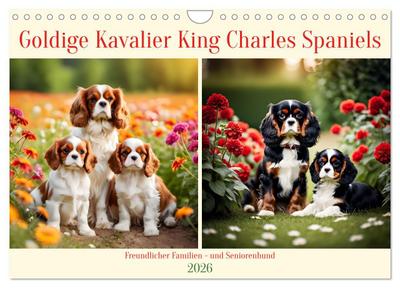 Goldige Kavalier King Charles Spaniels (Wandkalender 2026 DIN A4 quer), CALVENDO Monatskalender