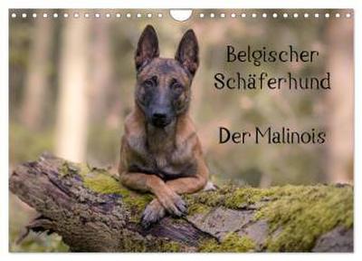 Belgischer Schäferhund - Der Malinois (Wandkalender 2026 DIN A4 quer), CALVENDO Monatskalender