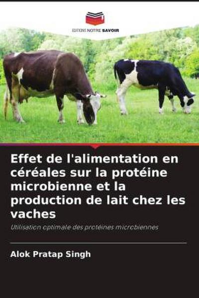 Effet de l’alimentation en céréales sur la protéine microbienne et la production de lait chez les vaches