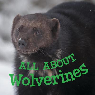 All about Wolverines