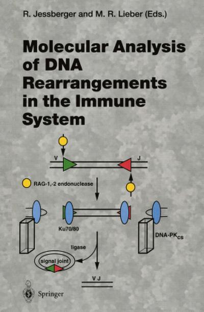 Molecular Analysis of DNA Rearrangements in the Immune System