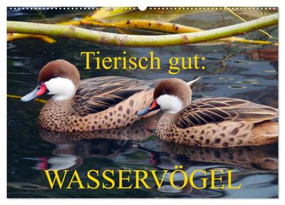 Tierisch gut: Wasservögel (Wandkalender 2024 DIN A2 quer), CALVENDO Monatskalender