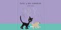 Gato y los números