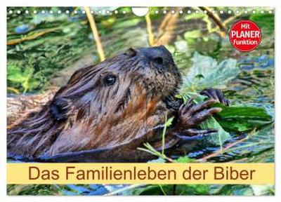 Das Familienleben der Biber (Wandkalender 2026 DIN A4 quer), CALVENDO Monatskalender