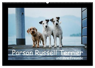 Parson Russell Terrier (Wandkalender 2024 DIN A2 quer), CALVENDO Monatskalender