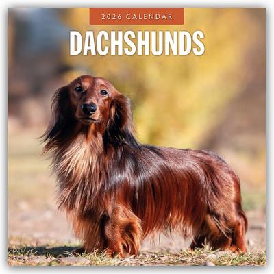 Dachshunds 2026 Square Wall Calendar