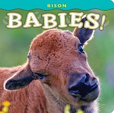 Bison Babies!