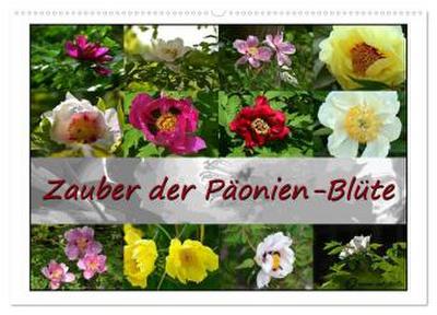 Zauber der Päonien-Blüte (Wandkalender 2026 DIN A2 quer), CALVENDO Monatskalender