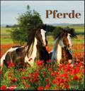 Pferde 2023. Postkartenkalender